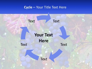 A Bunch Of Grapes Hanging From A Tree PowerPoint Template