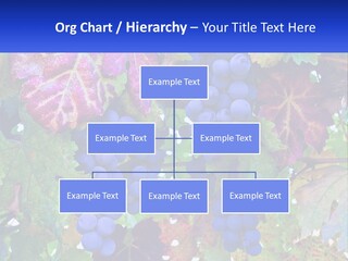 A Bunch Of Grapes Hanging From A Tree PowerPoint Template