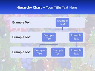 A Bunch Of Grapes Hanging From A Tree PowerPoint Template