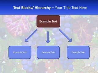 A Bunch Of Grapes Hanging From A Tree PowerPoint Template