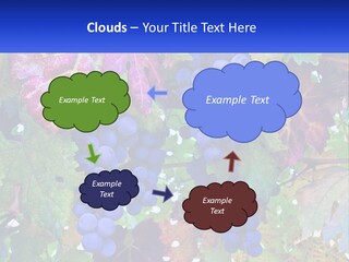 A Bunch Of Grapes Hanging From A Tree PowerPoint Template