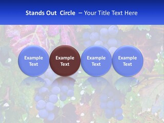 A Bunch Of Grapes Hanging From A Tree PowerPoint Template