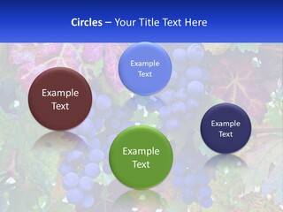 A Bunch Of Grapes Hanging From A Tree PowerPoint Template