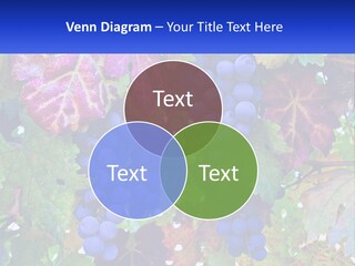 A Bunch Of Grapes Hanging From A Tree PowerPoint Template