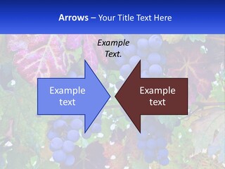 A Bunch Of Grapes Hanging From A Tree PowerPoint Template