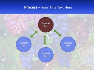 A Bunch Of Grapes Hanging From A Tree PowerPoint Template