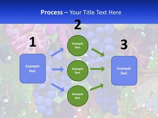 A Bunch Of Grapes Hanging From A Tree PowerPoint Template