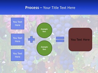 A Bunch Of Grapes Hanging From A Tree PowerPoint Template