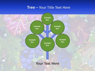 A Bunch Of Grapes Hanging From A Tree PowerPoint Template