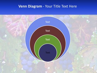 A Bunch Of Grapes Hanging From A Tree PowerPoint Template