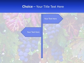 A Bunch Of Grapes Hanging From A Tree PowerPoint Template