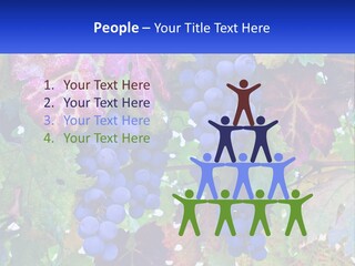 A Bunch Of Grapes Hanging From A Tree PowerPoint Template