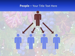 A Bunch Of Grapes Hanging From A Tree PowerPoint Template