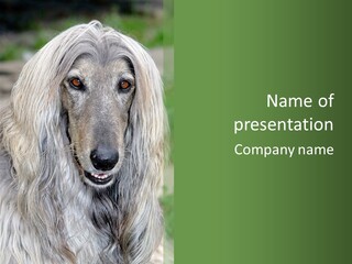 A Gray Dog With Long Hair Is Looking At The Camera PowerPoint Template
