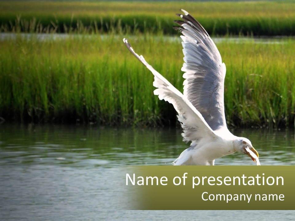 A White Bird Flying Over A Body Of Water PowerPoint Template