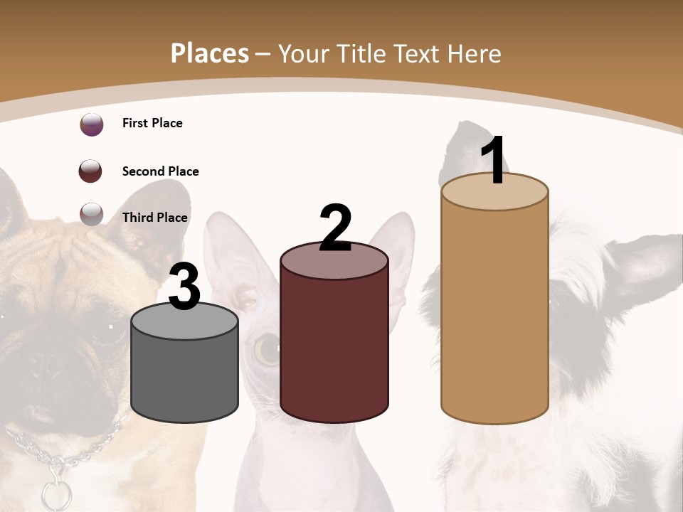 A Group Of Cats And Dogs Are Standing Together PowerPoint Template