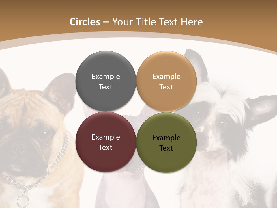 A Group Of Cats And Dogs Are Standing Together PowerPoint Template