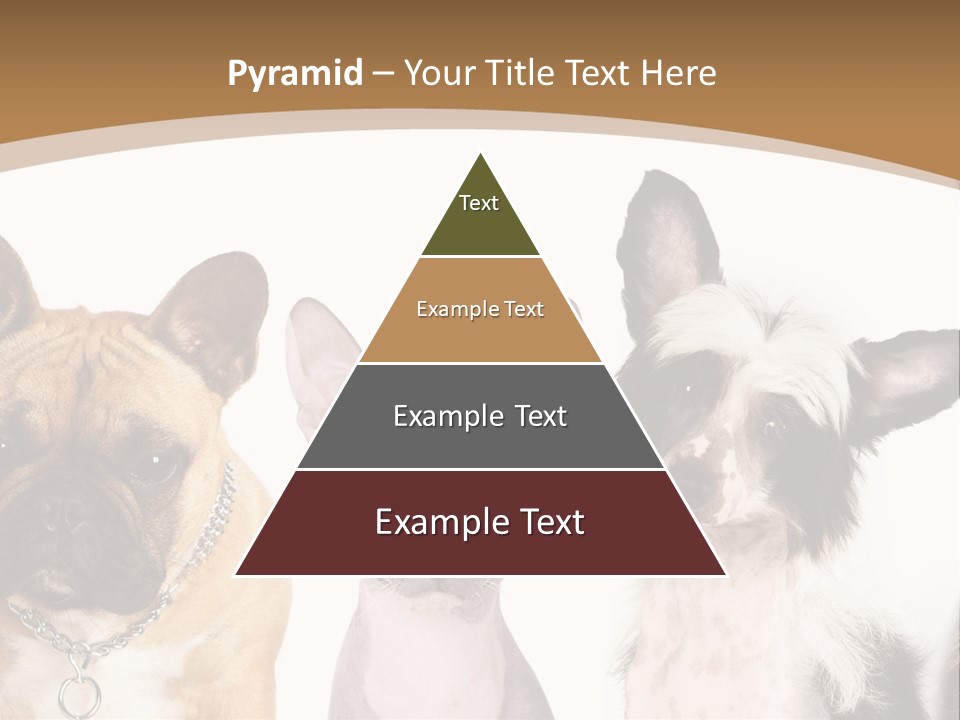 A Group Of Cats And Dogs Are Standing Together PowerPoint Template