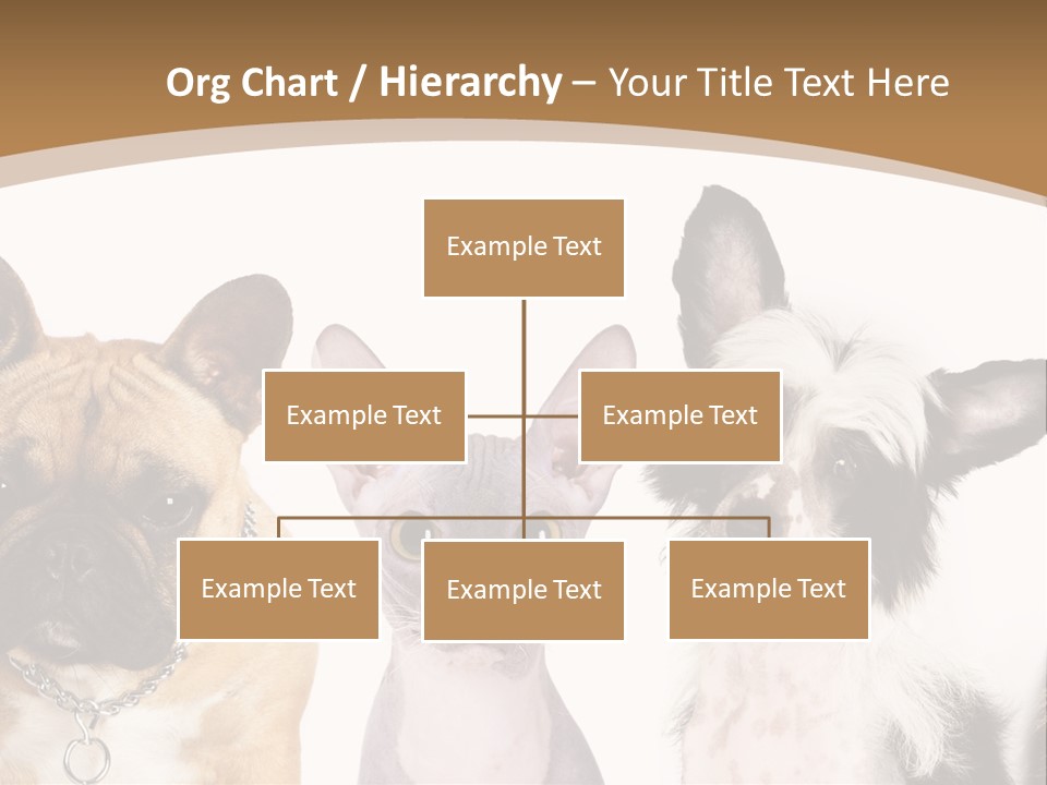 A Group Of Cats And Dogs Are Standing Together PowerPoint Template