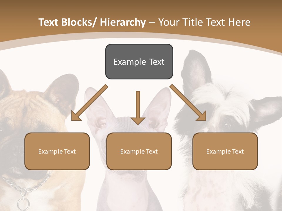 A Group Of Cats And Dogs Are Standing Together PowerPoint Template