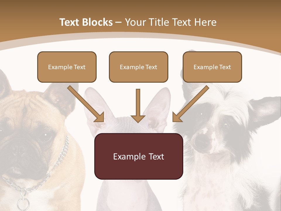 A Group Of Cats And Dogs Are Standing Together PowerPoint Template