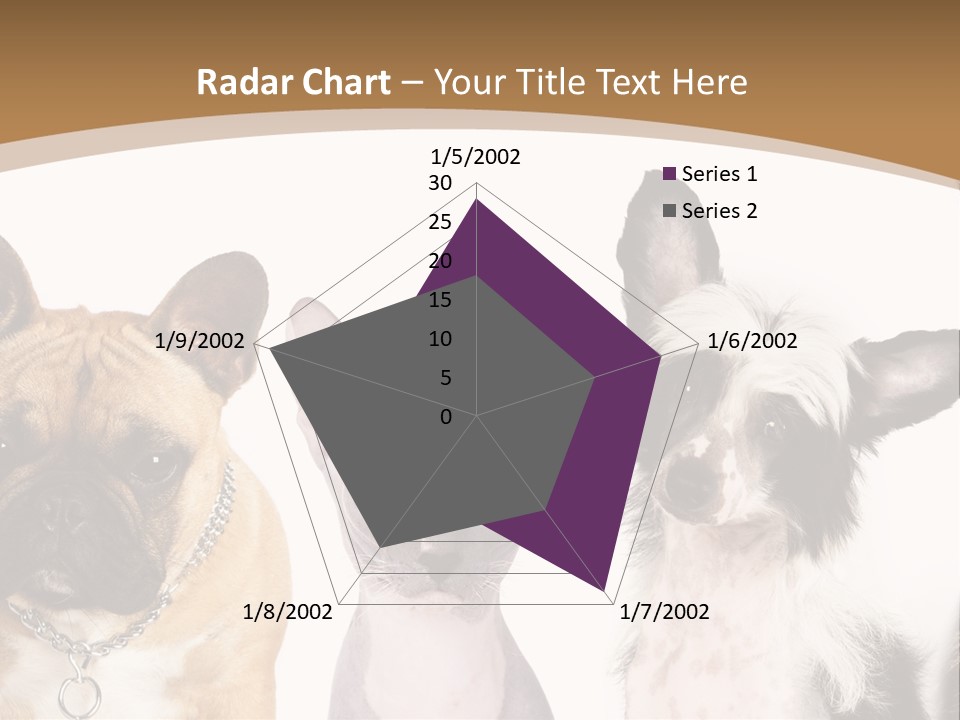 A Group Of Cats And Dogs Are Standing Together PowerPoint Template