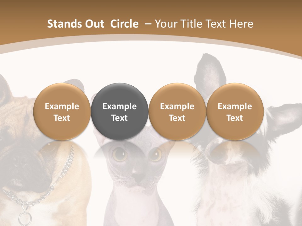 A Group Of Cats And Dogs Are Standing Together PowerPoint Template