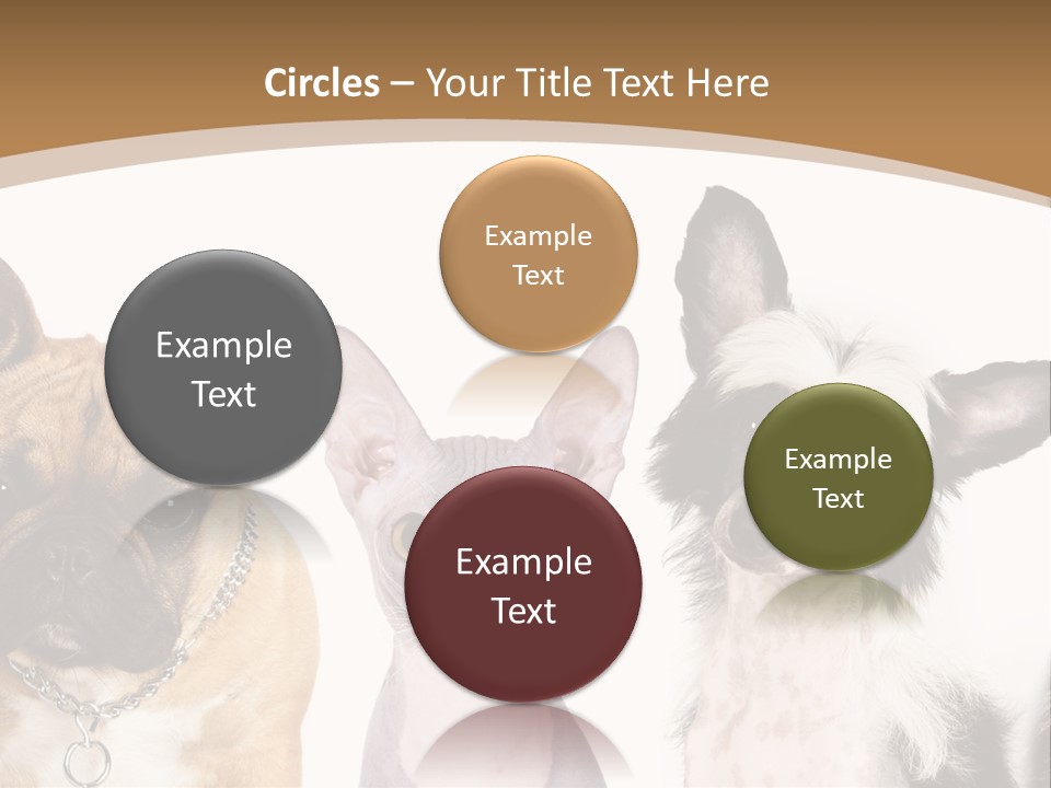 A Group Of Cats And Dogs Are Standing Together PowerPoint Template