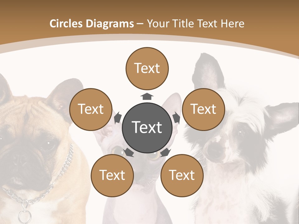 A Group Of Cats And Dogs Are Standing Together PowerPoint Template