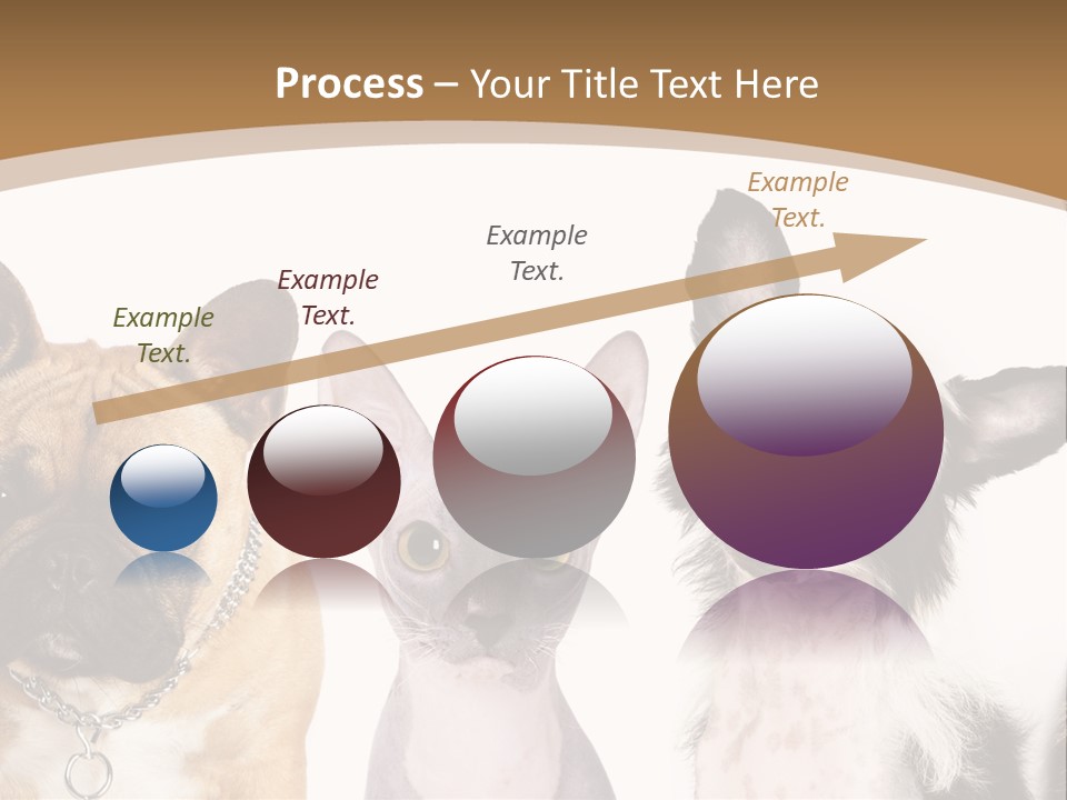 A Group Of Cats And Dogs Are Standing Together PowerPoint Template