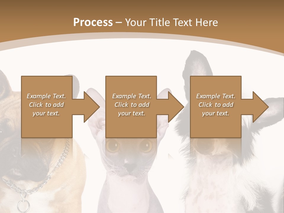 A Group Of Cats And Dogs Are Standing Together PowerPoint Template
