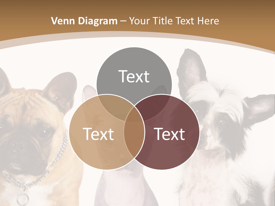 A Group Of Cats And Dogs Are Standing Together PowerPoint Template