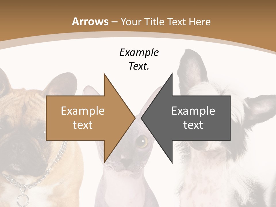 A Group Of Cats And Dogs Are Standing Together PowerPoint Template