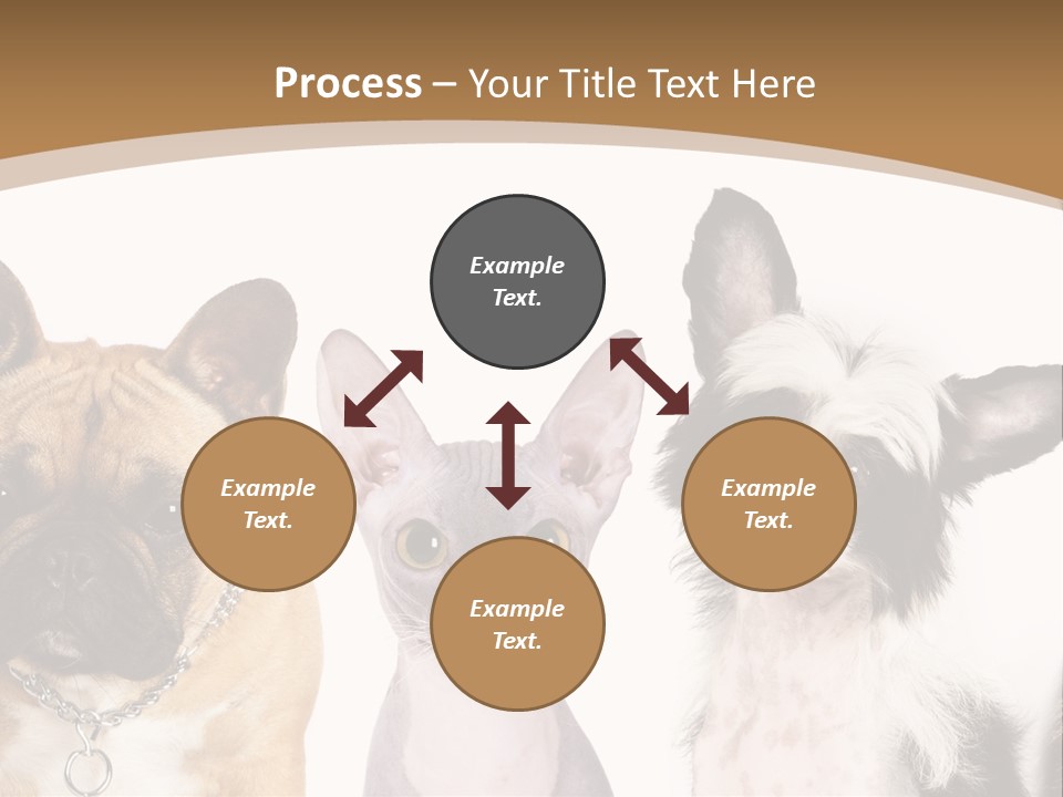 A Group Of Cats And Dogs Are Standing Together PowerPoint Template