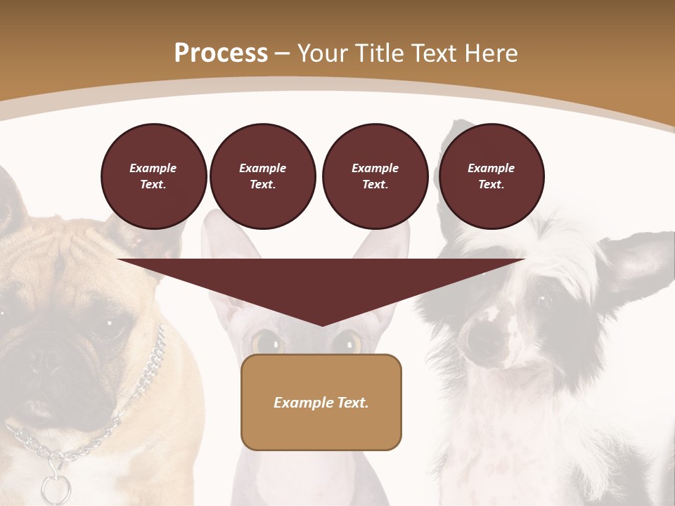 A Group Of Cats And Dogs Are Standing Together PowerPoint Template