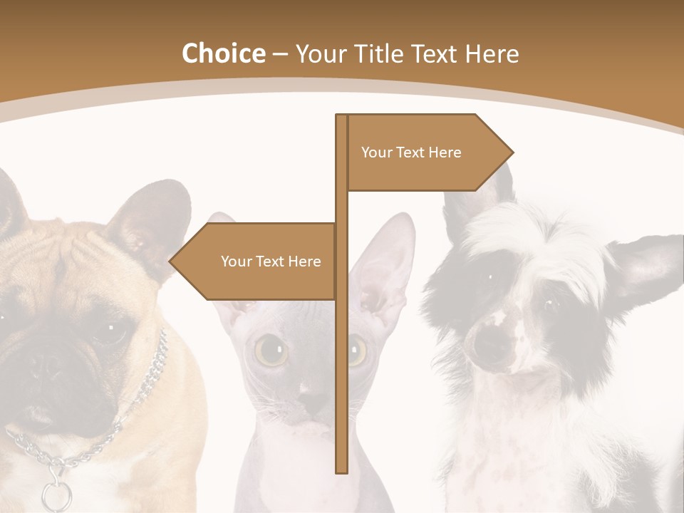 A Group Of Cats And Dogs Are Standing Together PowerPoint Template