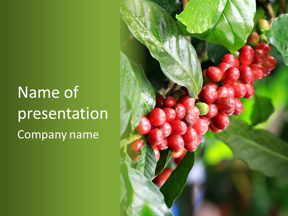 A Bunch Of Red Berries Growing On A Tree PowerPoint Template
