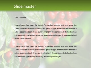 A Bunch Of Red Berries Growing On A Tree PowerPoint Template
