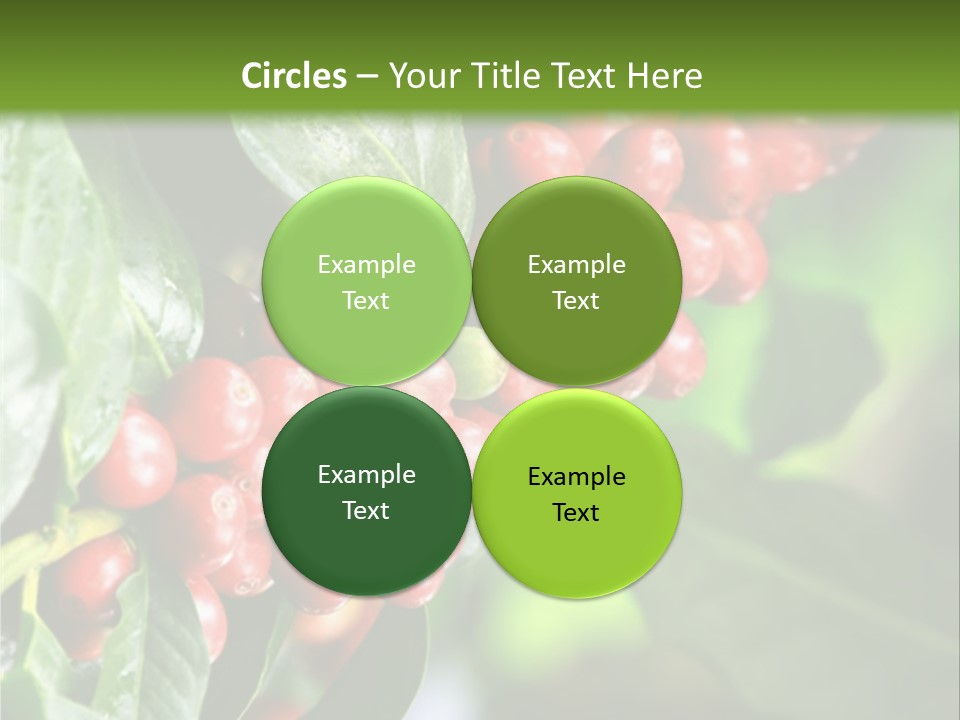 A Bunch Of Red Berries Growing On A Tree PowerPoint Template