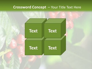 A Bunch Of Red Berries Growing On A Tree PowerPoint Template
