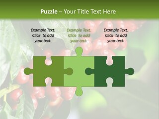 A Bunch Of Red Berries Growing On A Tree PowerPoint Template