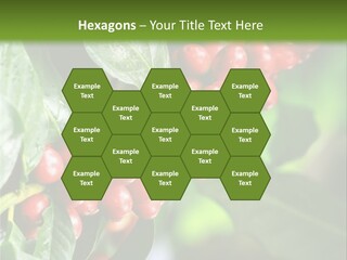 A Bunch Of Red Berries Growing On A Tree PowerPoint Template
