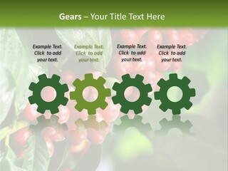 A Bunch Of Red Berries Growing On A Tree PowerPoint Template