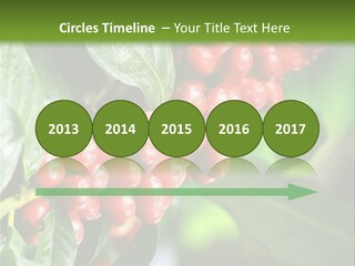 A Bunch Of Red Berries Growing On A Tree PowerPoint Template