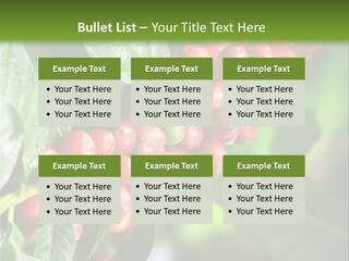 A Bunch Of Red Berries Growing On A Tree PowerPoint Template