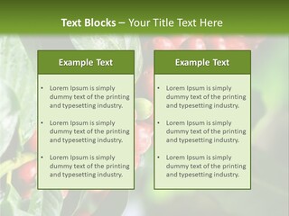 A Bunch Of Red Berries Growing On A Tree PowerPoint Template