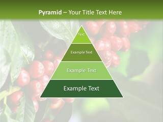 A Bunch Of Red Berries Growing On A Tree PowerPoint Template