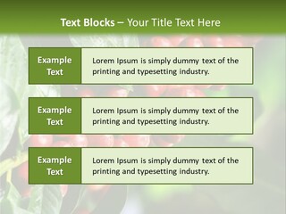 A Bunch Of Red Berries Growing On A Tree PowerPoint Template