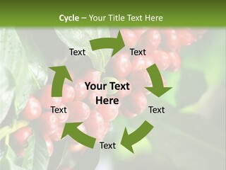 A Bunch Of Red Berries Growing On A Tree PowerPoint Template