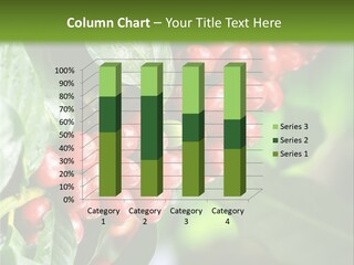 A Bunch Of Red Berries Growing On A Tree PowerPoint Template